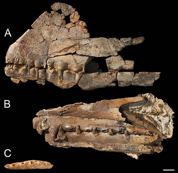 File:Holotypes of Ferrodraco, Mythunga and Aussiedraco.jpg