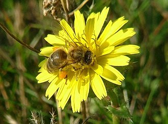 Honey bee on bristly oxtongue at Minet Country Park Honey bee on bristly ox tongue at Minet Country Park - geograph.org.uk - 93716.jpg
