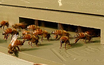 Abeloj (Apis mellifera) ventumas sian neston