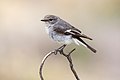 11 Hooded Robin female 0A2A5956 uploaded by JJ Harrison, nominated by Iifar,  12,  0,  0