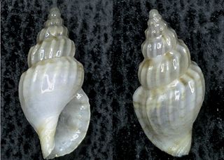 <i>Horaiclavus</i> genus of molluscs