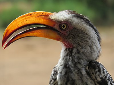 Southern yellow-billed hornbill (Tockus leucomelas). Pilanesberg national park, South Africa.