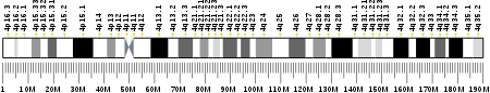 Tập_tin:Human_chromosome_4_ideogram.svg