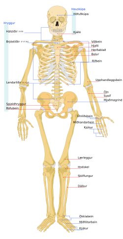 Listi Yfir Bein Í Beinagrind Mannsins