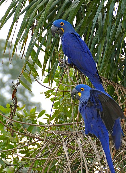 File:Hyacinth Macaws (Anodorhynchus hyacinthinus) (28603446120).jpg