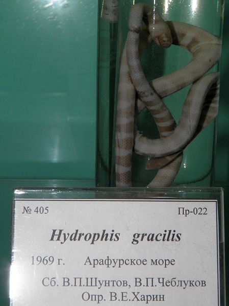 File:Hydrophis gracilis.JPG