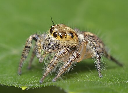 Какие насекомые паукообразные. Паук скакунчик строение. Hyllus giganteus паук. Паук крестовик глаза. Паук крестовик строение глаз.