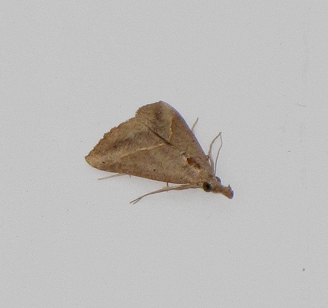 File:Hypena subvittalis (Walker, 1866).jpg