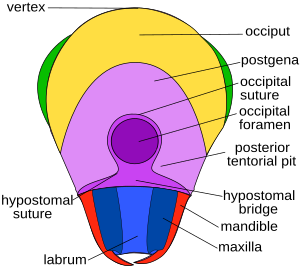 Achterkant kop. Occipetal suture = occipitale naad.