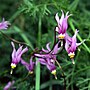 Thumbnail for Primula sect. Dodecatheon