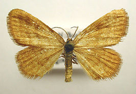 Idaea serpentata