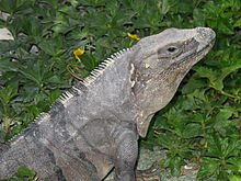 Iguana rayada, que habita en el estado de Quintana Roo.