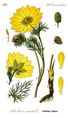 Bahar xoruzgülü. О.V.Tomenin Flora von Deutschland, Österreich und der Schweiz, 1885 kitabından botanik illüstrasiya