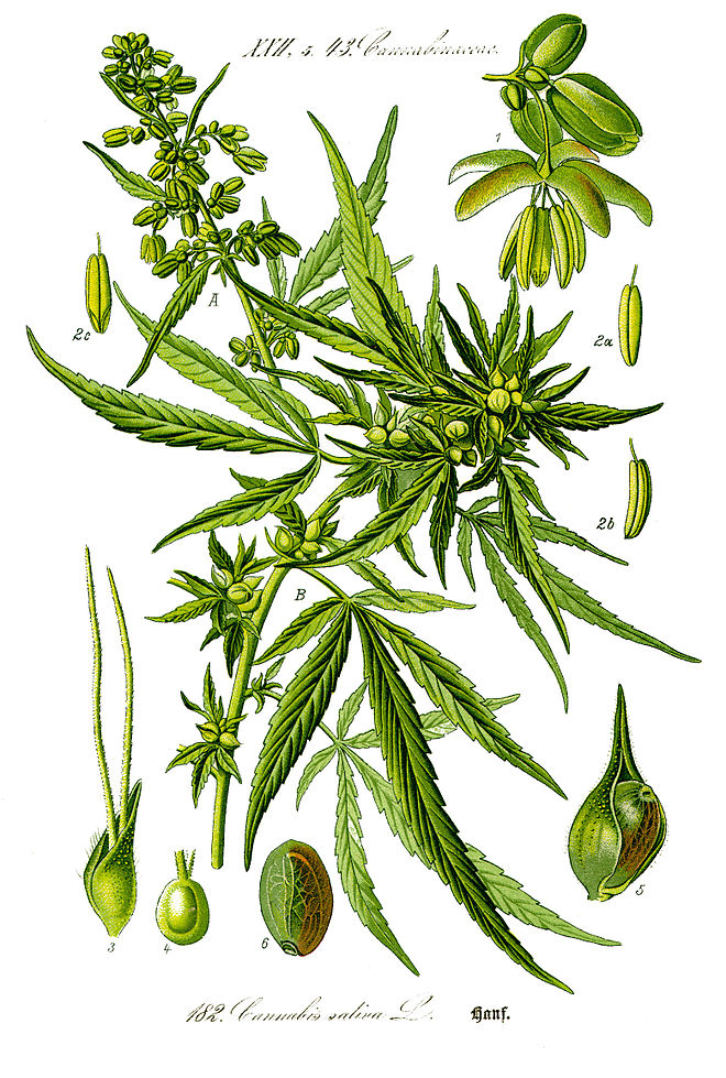 Illustration Cannabis sativa0 clean.jpg