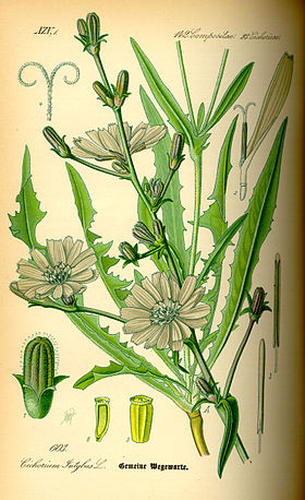 Plantele, remedii naturiste 280px-Illustration_Cichorium_intybus0