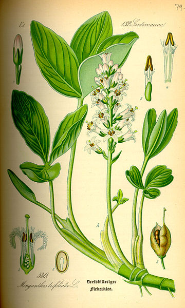 File:Illustration Menyanthes trifoliata0.jpg