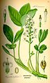 Menyanthes trifoliata plate 540 in: Otto Wilhelm Thomé: Flora von Deutschland, Österreich u.d. Schweiz, Gera (1885)