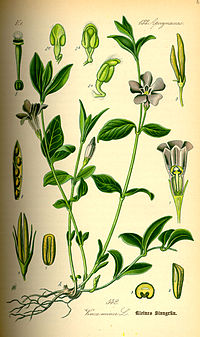 Illustration_Vinca_minor0.jpg