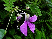 Impatiens acaulis 03.jpg