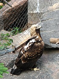 State Bird of Armenia