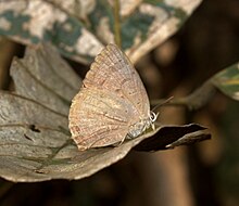 Канха Тайгер қорығындағы үндіс Oakblue Arhopala atrax UN, Мадхья-Прадеш IMG 9842 (4) .jpg