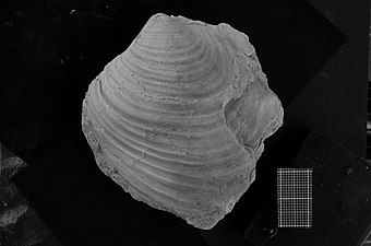 Ejemplar de Inoceramus curacoensis proveniente de la Formación Agrio, Argentina.