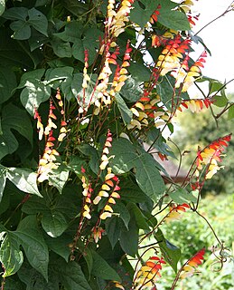 <i>Ipomoea lobata</i> Species of flowering plant