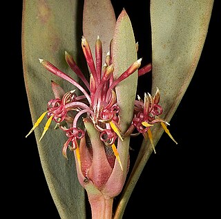 <i>Isopogon pruinosus</i> Species of shrub in the family Proteaceae endemic to southwestern Western Australia