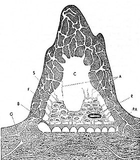 <i>Macrotermes</i> Old World termite genus