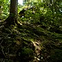 Vignette pour Forêt primitive de Kasugayama