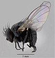 April 16: the fly Japanagromyza inferna