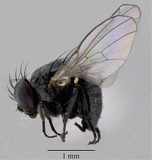 Japanagromyza inferna Spencer, male, in lateral view - ZooKeys-374-045-g002.jpg