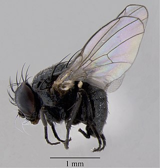 <i>Japanagromyza</i> Genus of flies