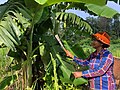 Jarai woman cutting banana leaves