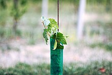 Jeune plant vigne.jpg