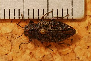 <i>Chrysobothris trinervia</i> Species of beetle