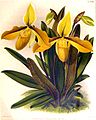 Cypripedium × Amesianum syn. Cypripedium × Measuresianum (Paphiopedilum venustum × Paphiopedilum villosum)