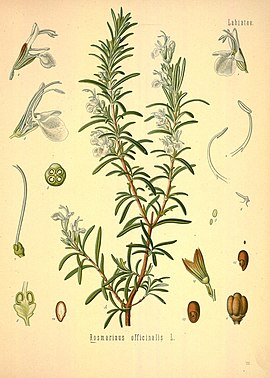 Köhler's Medizinal-Pflanzen in naturgetreuen Abbildungen mit kurz erläuterndem Texte (Plate 122) (8231727669).jpg