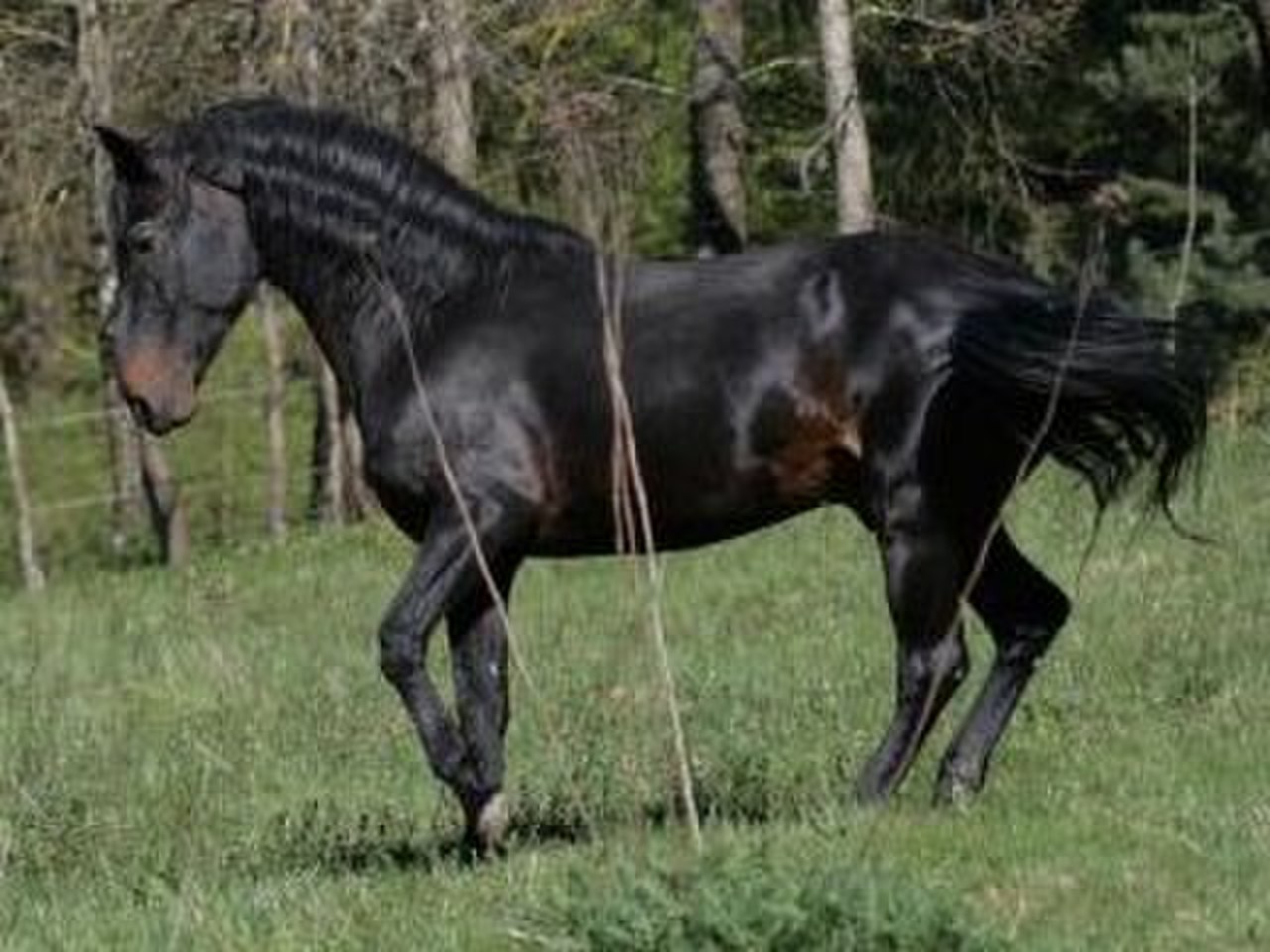 Чистокровный кабардинский кабардинский конь