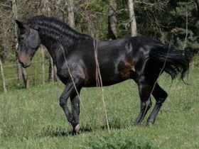 A Kabardin cikk illusztráló képe