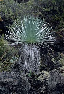 <i>Argyroxiphium kauense</i> Species of plant