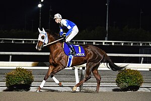 競走馬カイロス