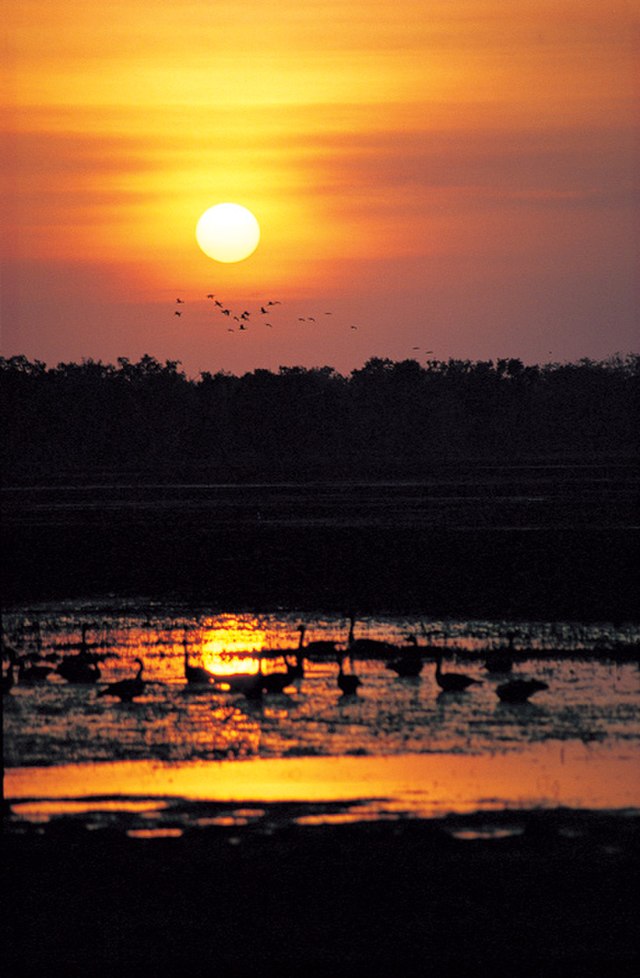 File:Kakadu_1330.jpg