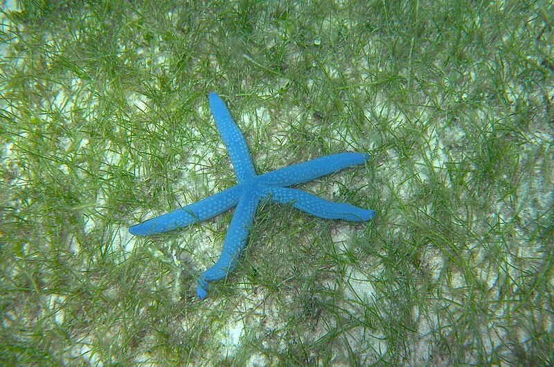 File:Kalanggaman Island Blue star (Linckia laevigata).jpg