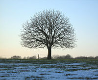 Kastanjeboom in de winter