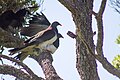 Kererū New Zealand Pigeons Mating (1 of 4).jpg