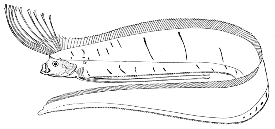 Lampridiformes