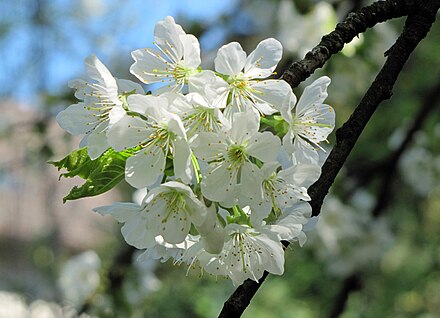 Floración, polinización y cuaje en árboles frutales - Wikiwand