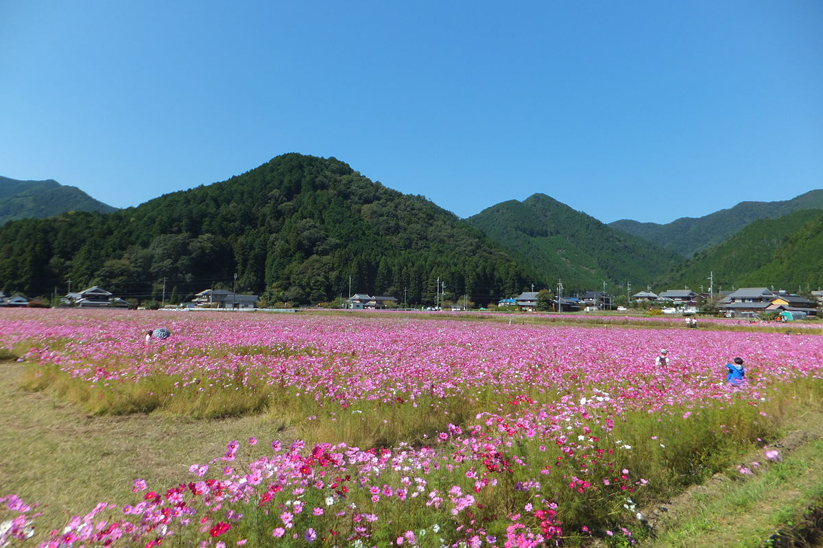 清住コスモス園 Wikipedia