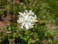 Flowerhead